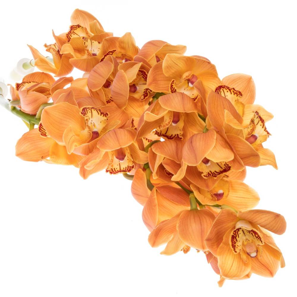 Cymbidium orange Arancia 70cm 10+Blüte