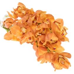 Cymbidium orange Arancia 70cm 10+Blüte