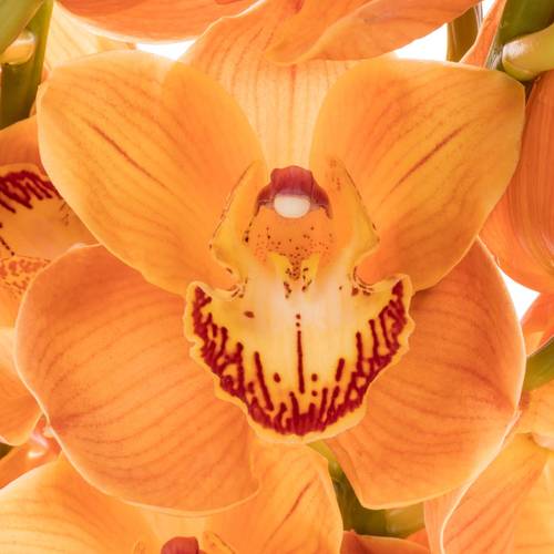 Cymbidium orange Arancia 70cm 10+Blüte