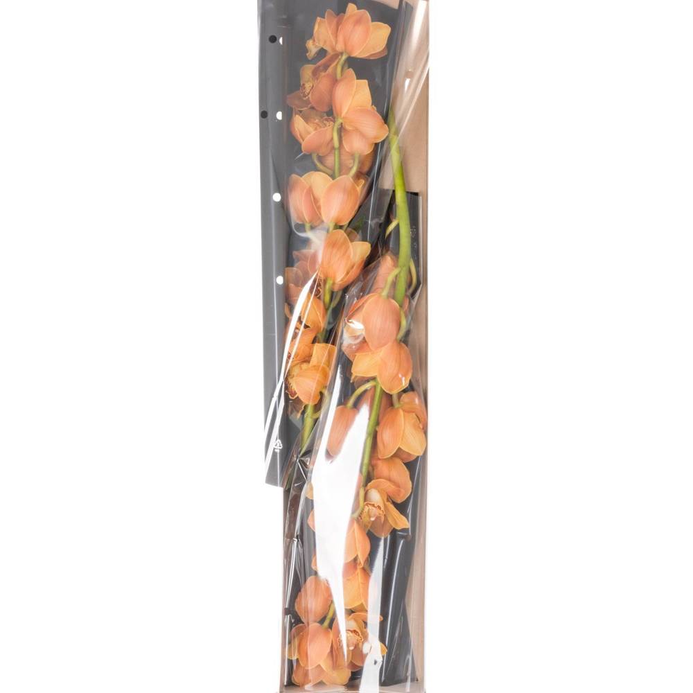 Cymbidium orange Arancia 70cm 10+Blüte