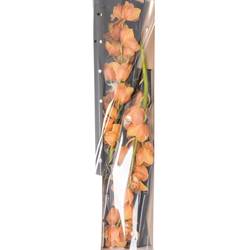 Cymbidium orange Arancia 70cm 10+Blüte