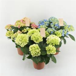 Hortensie mix 7-8bl. T14 H040