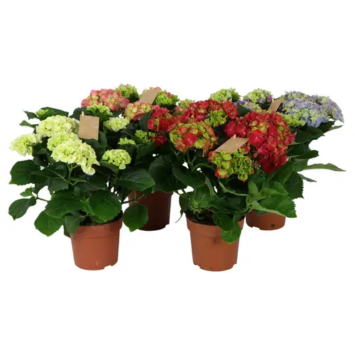 Hortensie mix 7+Blüte T14 H040