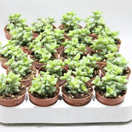 Crassula  Perfoliata T05 H15