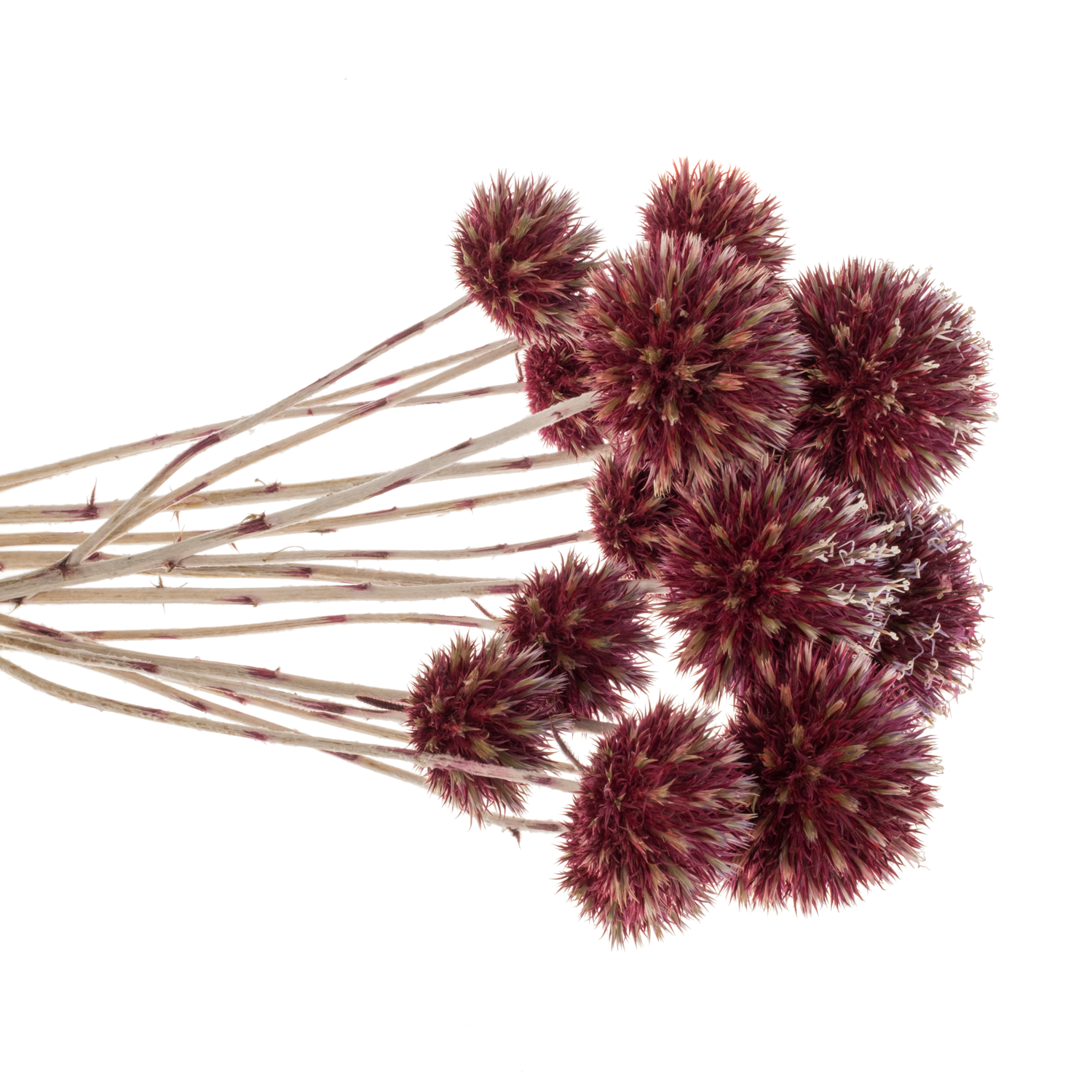 Distel rot Kugel freiland 60cm