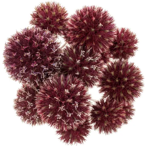 Distel rot Kugel freiland 60cm