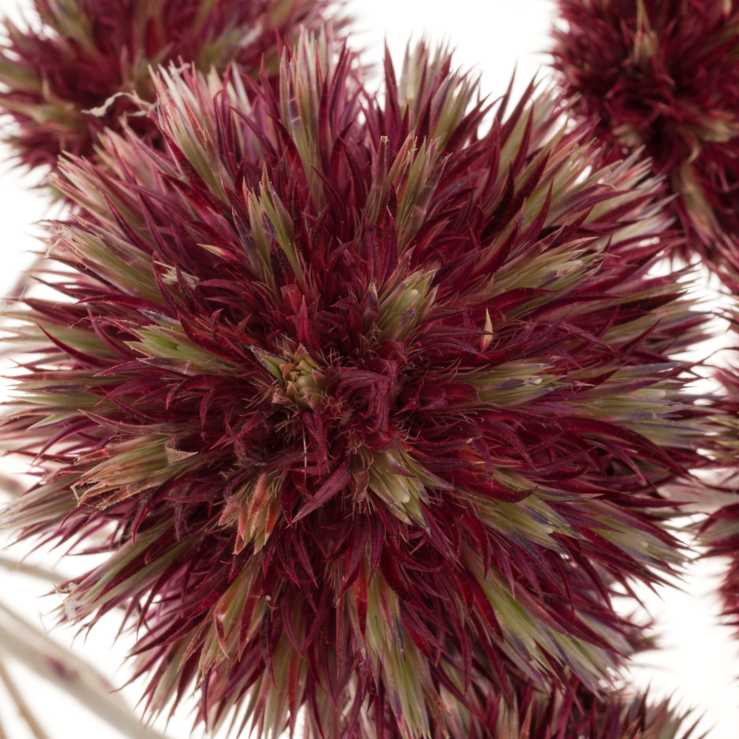 Distel rot Kugel freiland 60cm