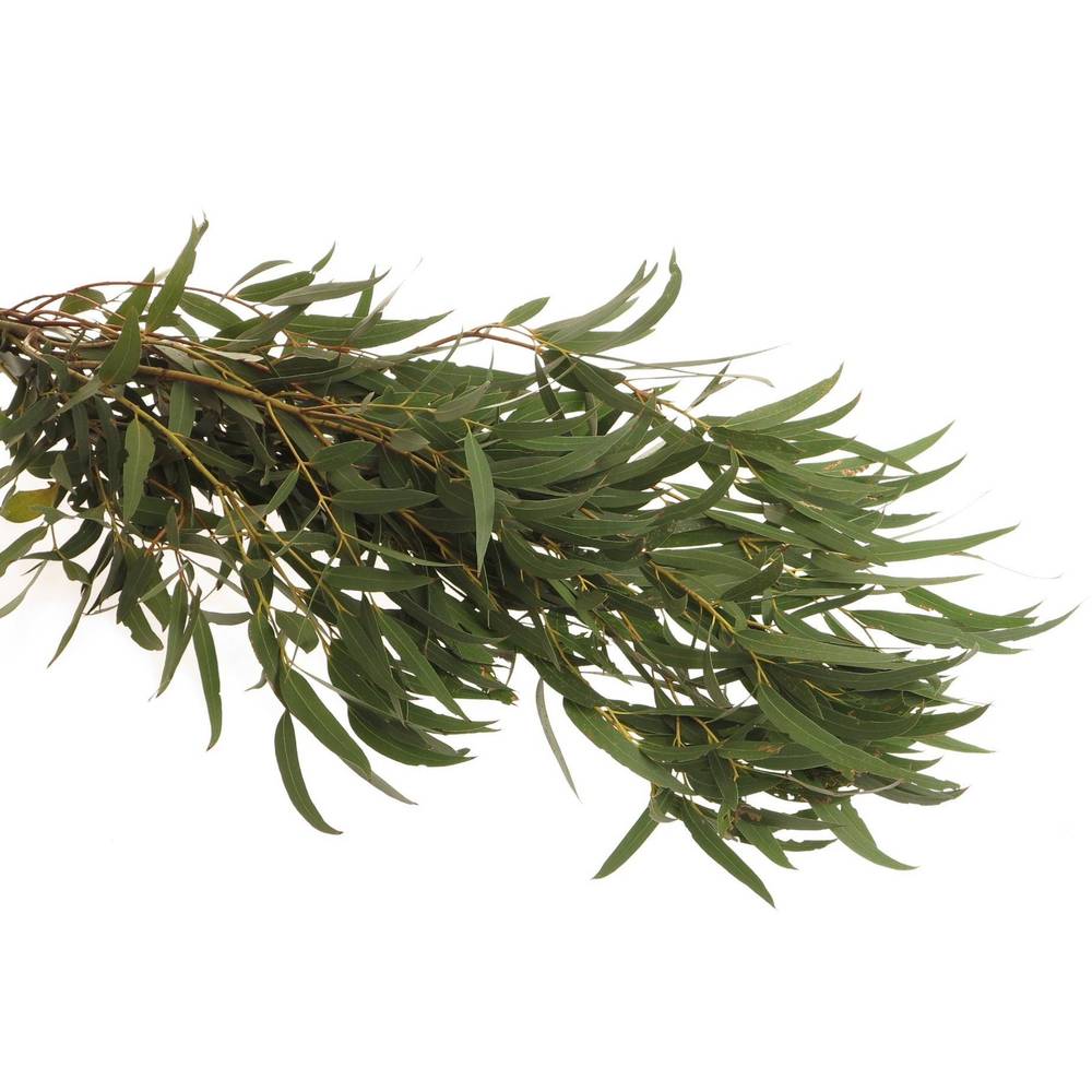 Populus grün Nicholii 1000 Gramm 75cm