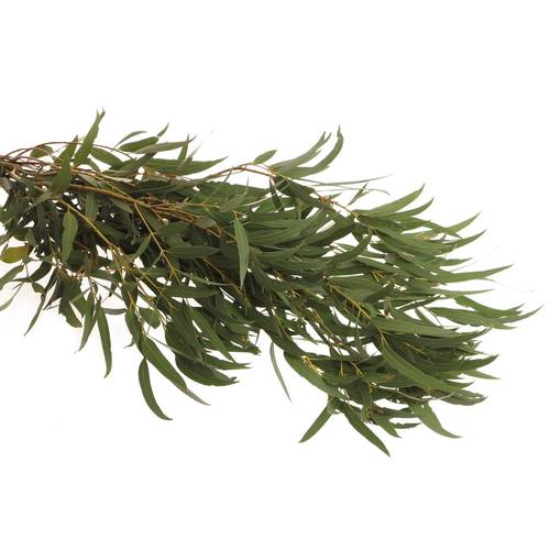 Populus grün Nicholii 1000 Gramm 75cm