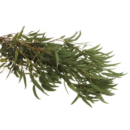 Populus grün Nicholii 1000 Gramm 75cm