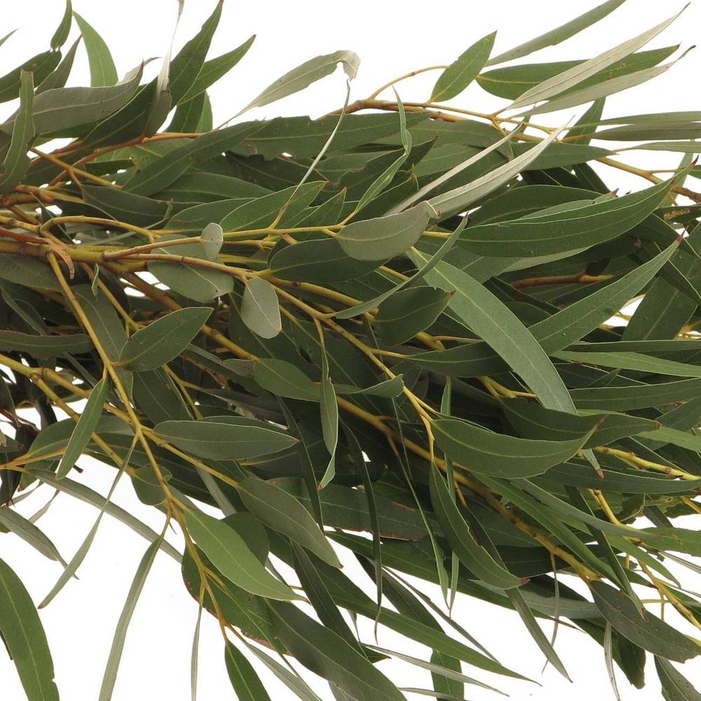 Populus grün Nicholii 1000 Gramm 75cm