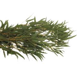 Populus grün Nicholii 1000 Gramm 75cm