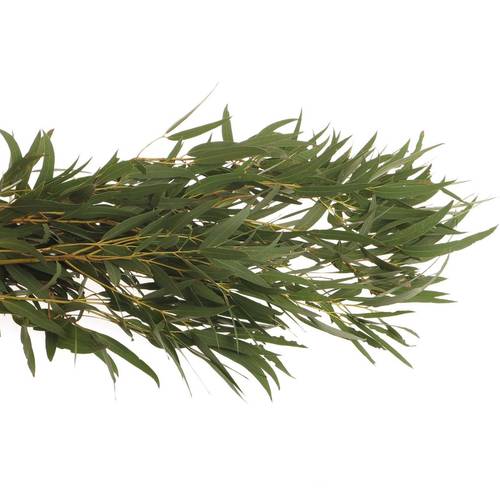 Populus grün Nicholii 1000 Gramm 75cm