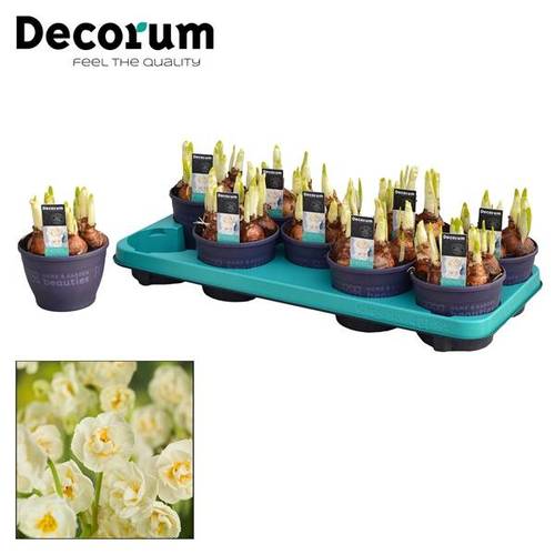 Narzisse 5er weiss Bridal Crown T12 H017