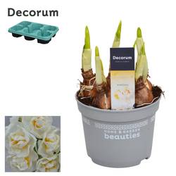 Narzisse 5er weiss Bridal Crown T12 H017