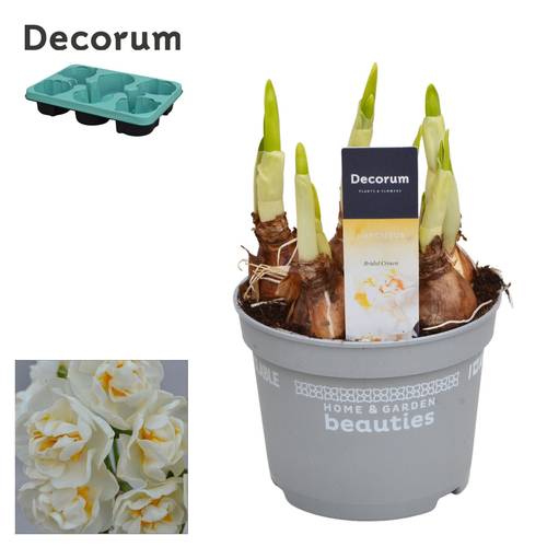 Narzisse 5er weiss Bridal Crown T12 H017