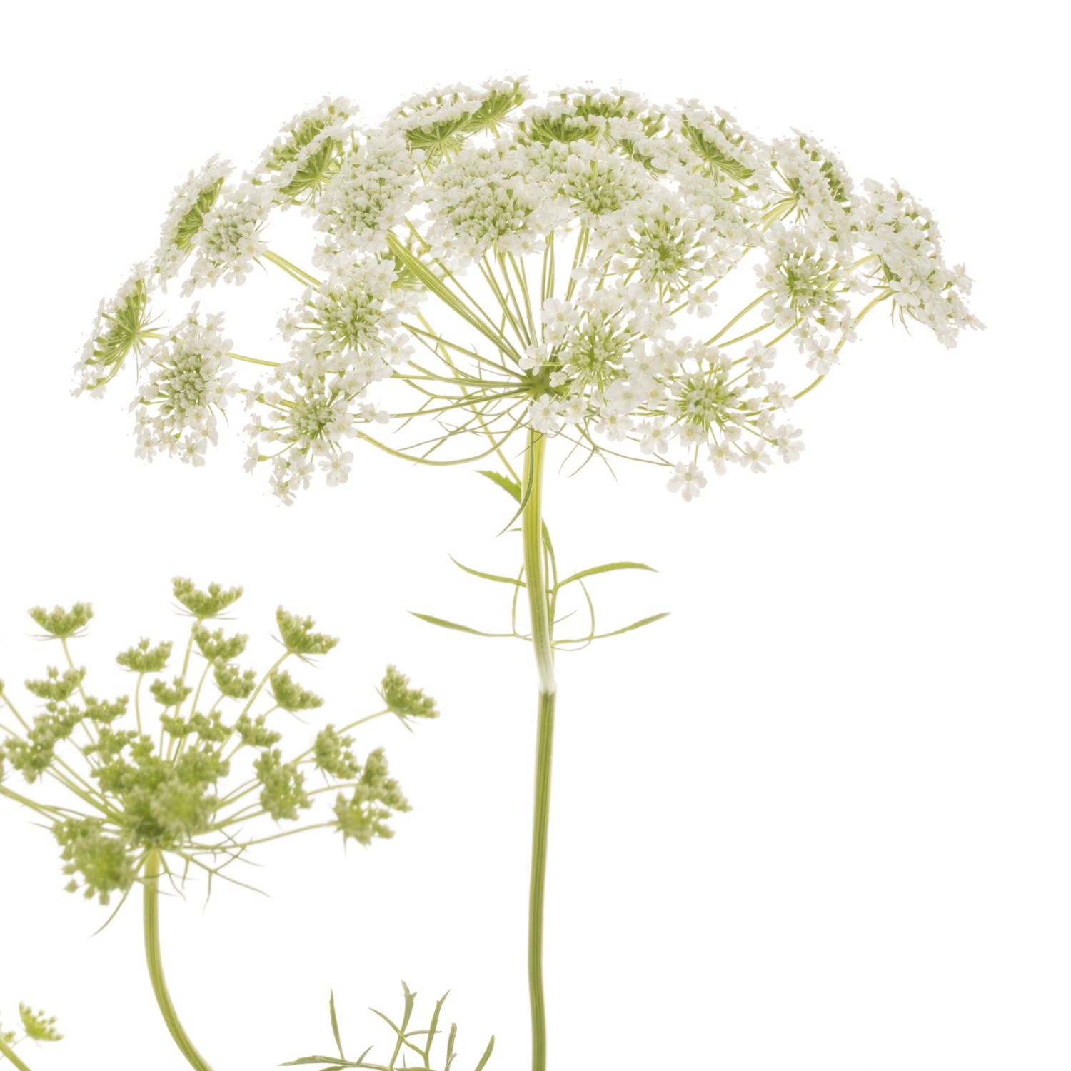 Ammi weiss majus 70cm