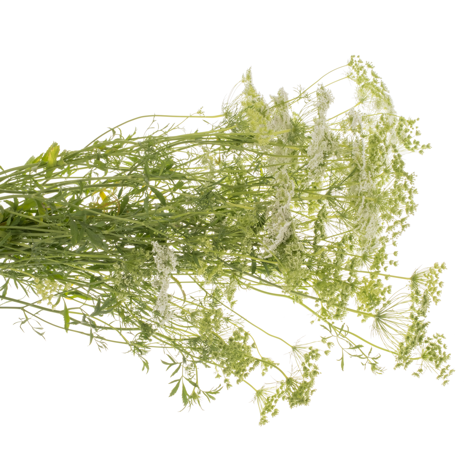 Ammi weiss majus 70cm