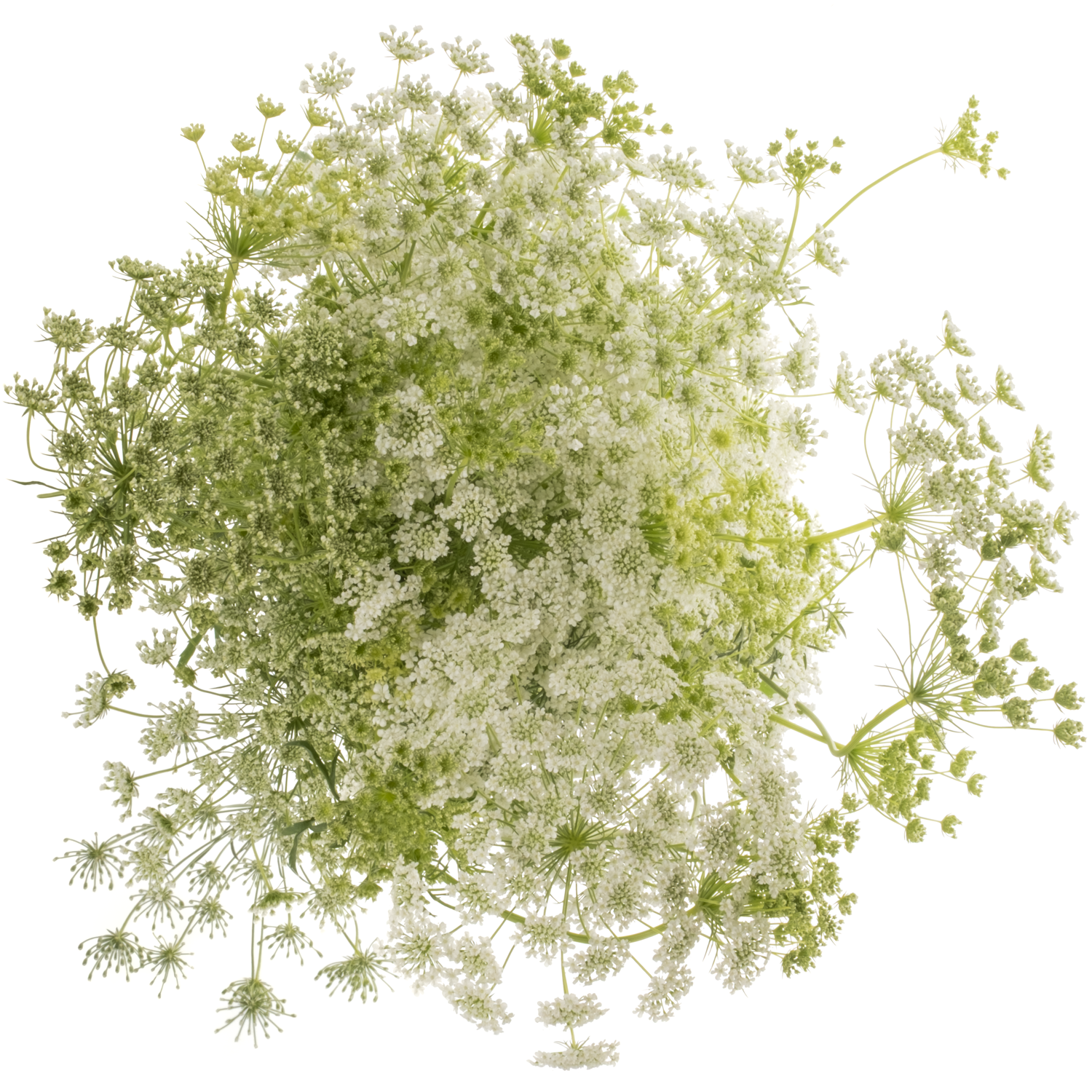 Ammi weiss majus 70cm