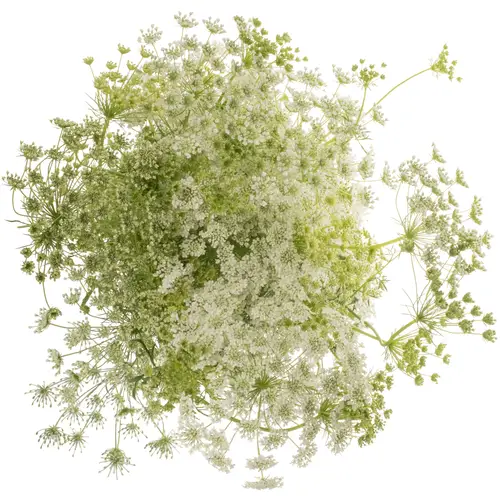 Ammi weiss majus 70cm