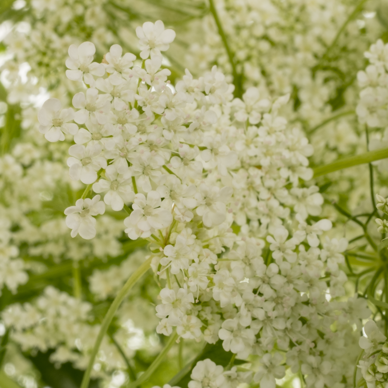 Ammi weiss majus 70cm