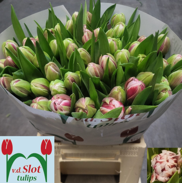 Tulpe rosa/creme doppel 36 Gramm