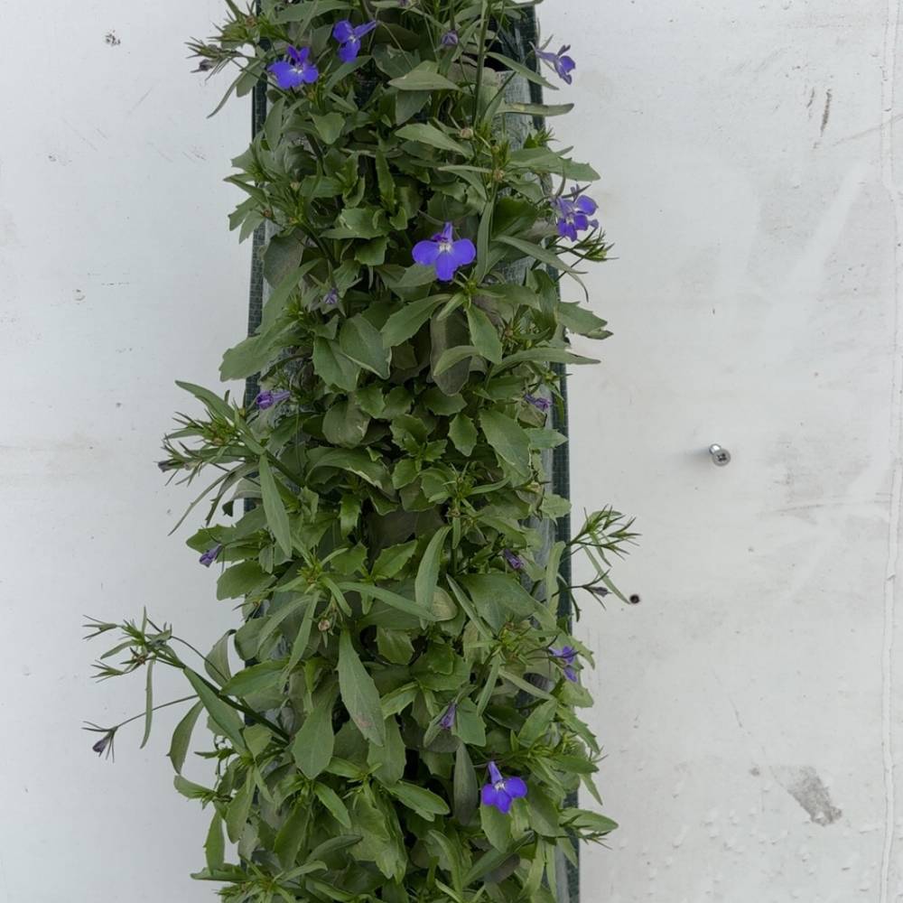 Lobelia milka Wandhänger H045