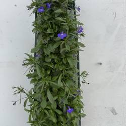 Lobelia milka Wandhänger H045