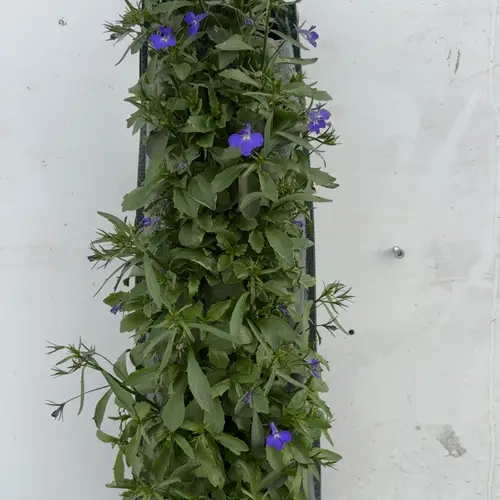 Lobelia milka Wandhänger H045