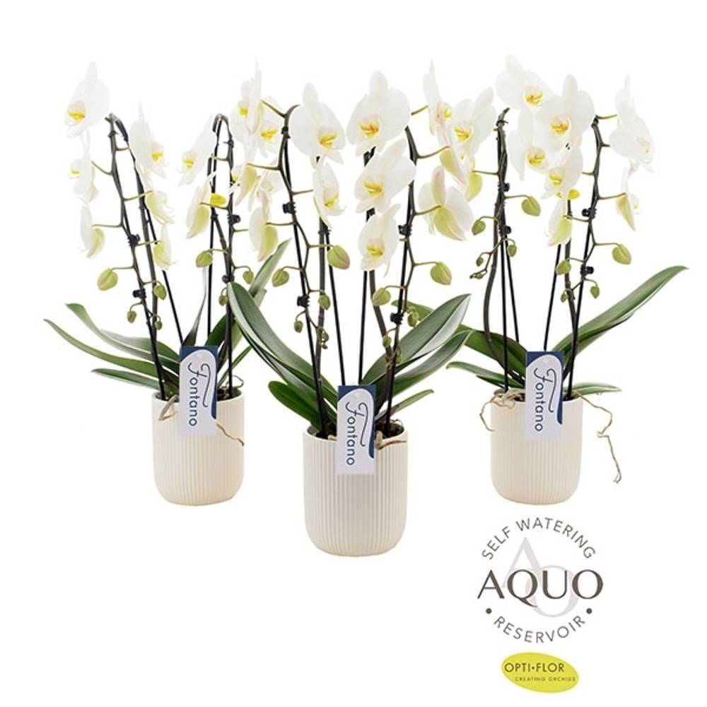 Phal.2-R weiss Fontano Molise T12 H60