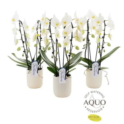 Phal.2-R weiss Fontano Molise T12 H60