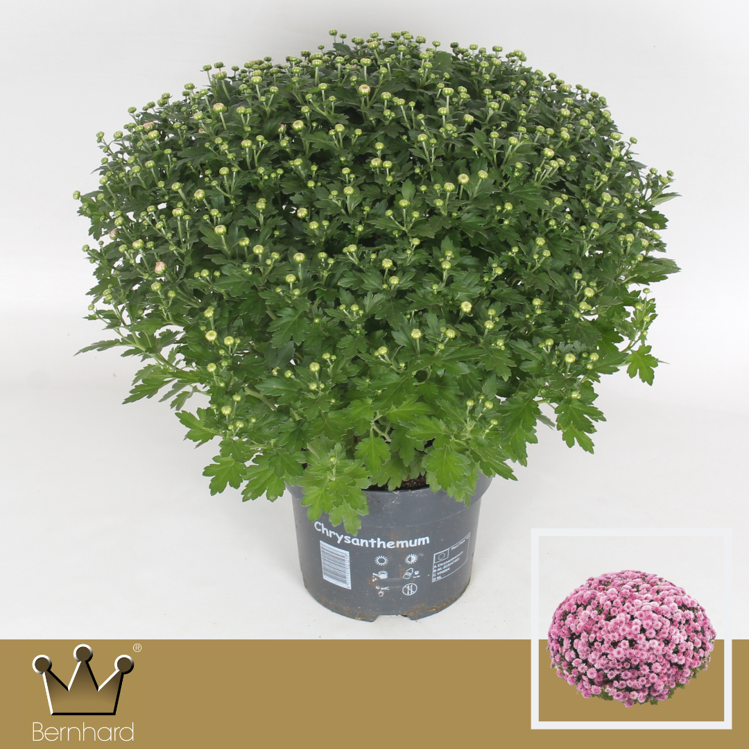 Chrysantheme Kugel hell rosa Jasoda T19 H040