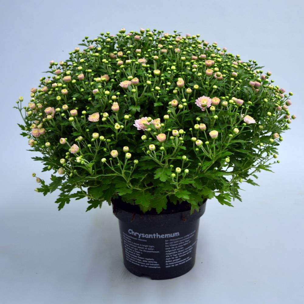 Chrys.rosa Jasoda T19 H040