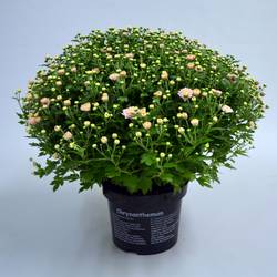 Chrys.rosa Jasoda T19 H040