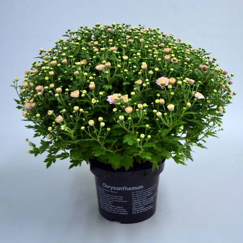 Chrys.rosa Jasoda T19 H040