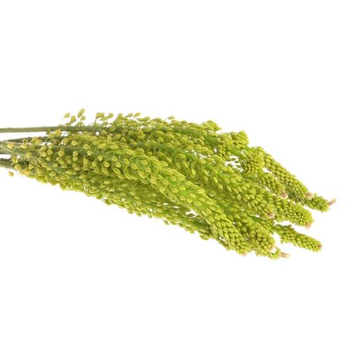 Eremurus gelb Impact 80cm