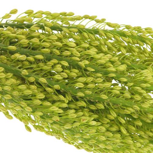 Eremurus gelb Impact 80cm