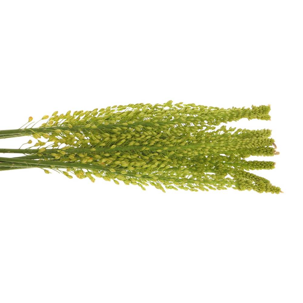 Eremurus gelb Impact 80cm