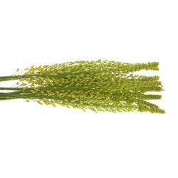 Eremurus gelb Impact 80cm