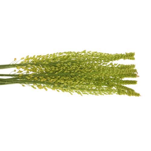 Eremurus gelb Impact 80cm