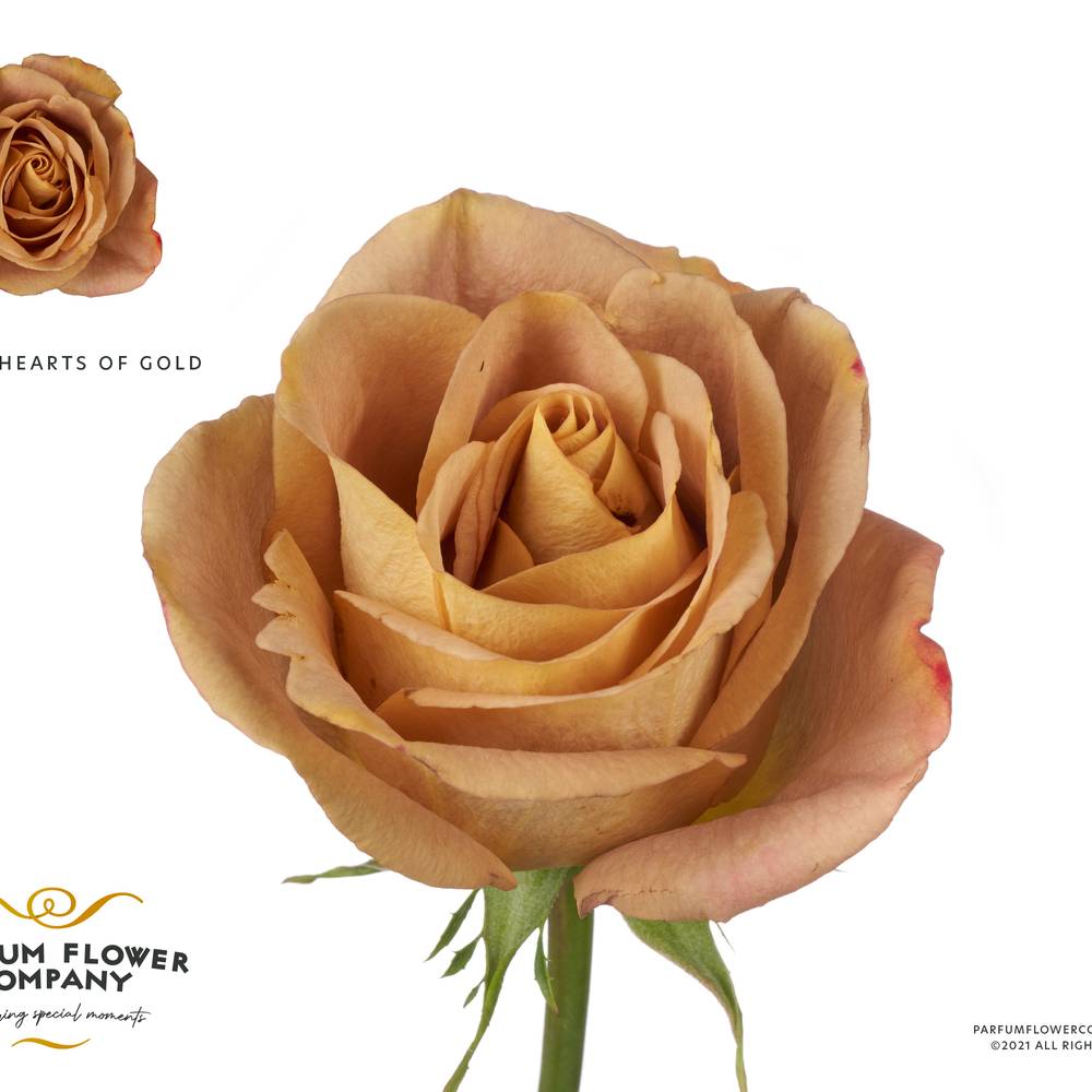 Rose senf Heart of Gold 50cm