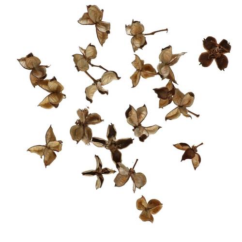 Trocken Baumwolle Kapseln natur 150gr