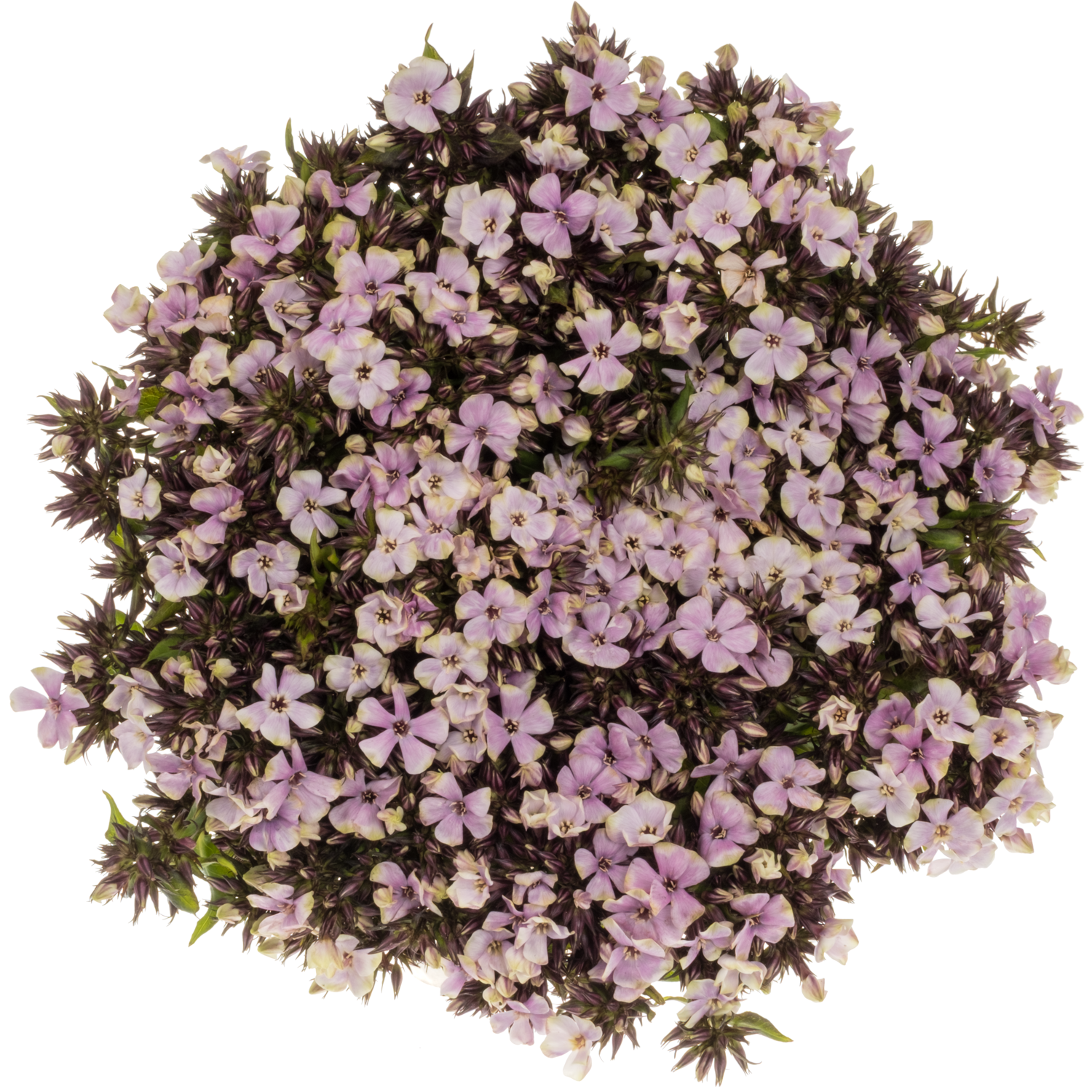 Phlox rosa/creme-creme Orchid Yellow 40cm