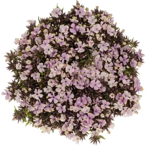 Phlox rosa/creme-creme Orchid Yellow 40cm
