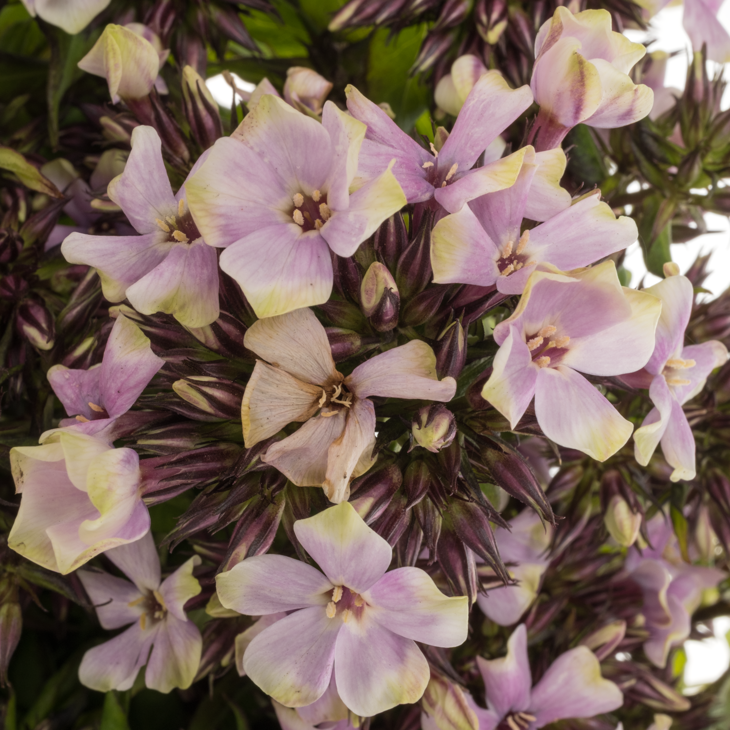 Phlox rosa/creme-creme Orchid Yellow 40cm