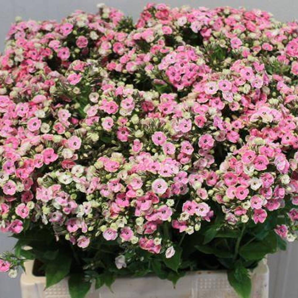 Phlox rosa-creme Orchid Yellow 45cm