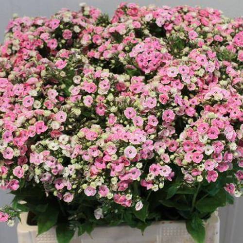 Phlox rosa-creme Orchid Yellow 45cm