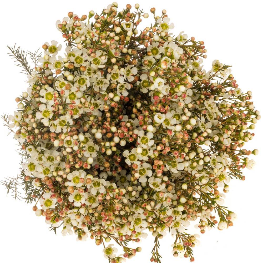 Wachsflower creme/weiss Sirius 40 Gramm 70cm