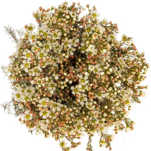 Wachsflower creme/weiss Sirius 40 Gramm 70cm