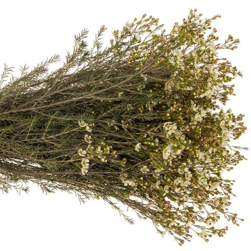 Wachsflower creme/weiss Sirius 40 Gramm 70cm